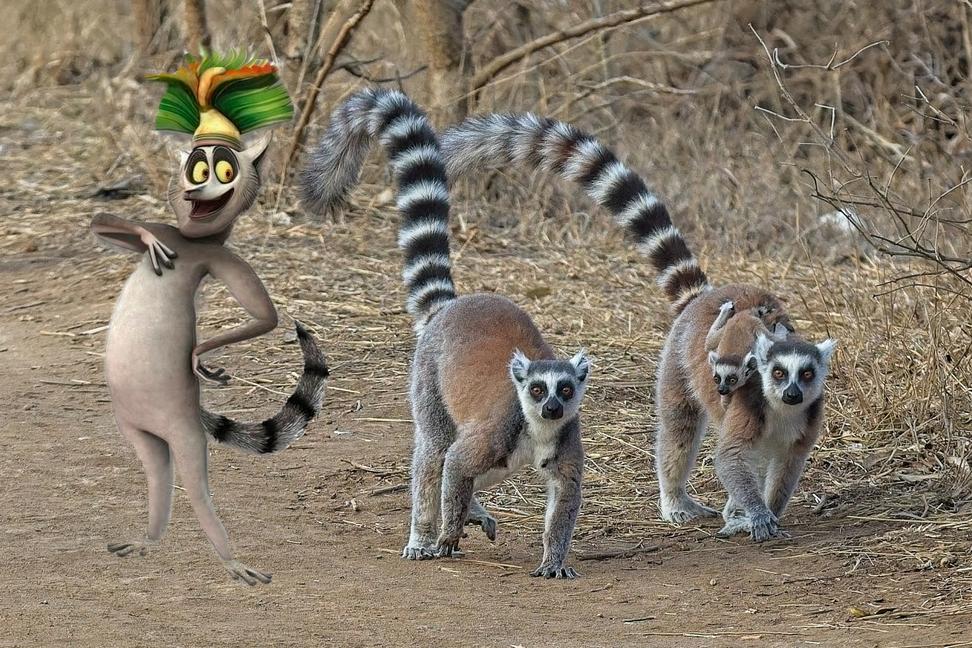 Kráľ/kráľovná Madagaskaru
