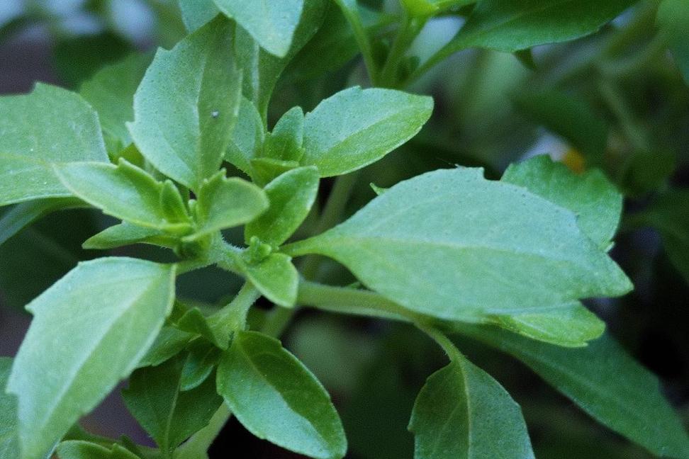 Bazalka trpasličí (Ocimum basilicum) dnes 3. května 2025 u nás doma
