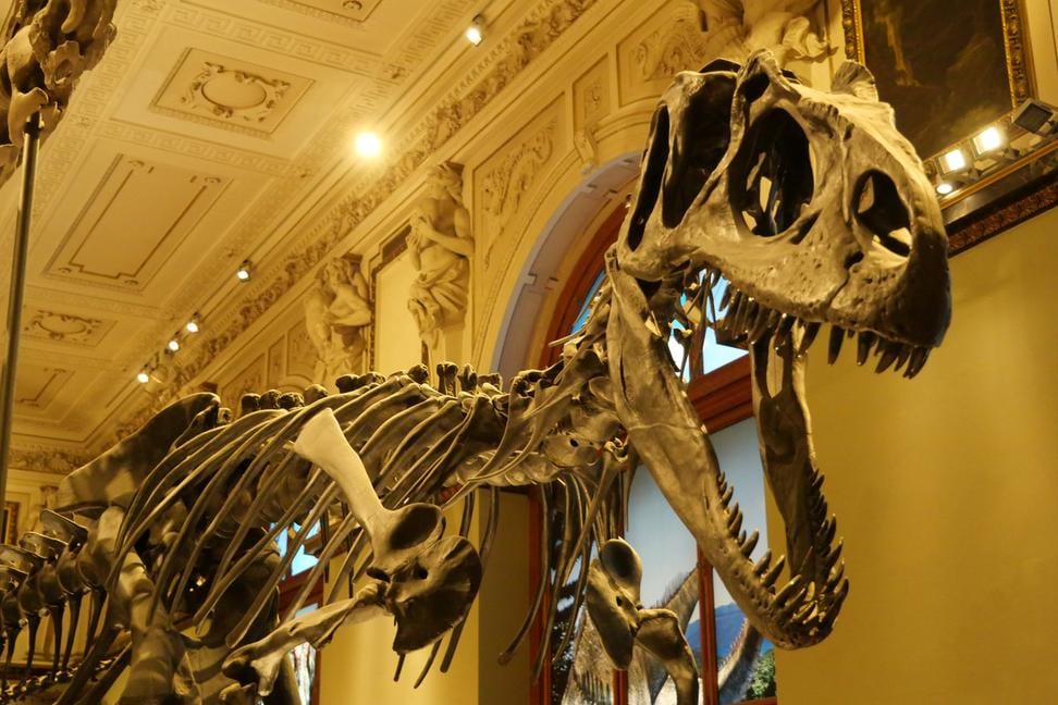 Prírodovedné múzeum Viedeň, krása nielen dinosauria