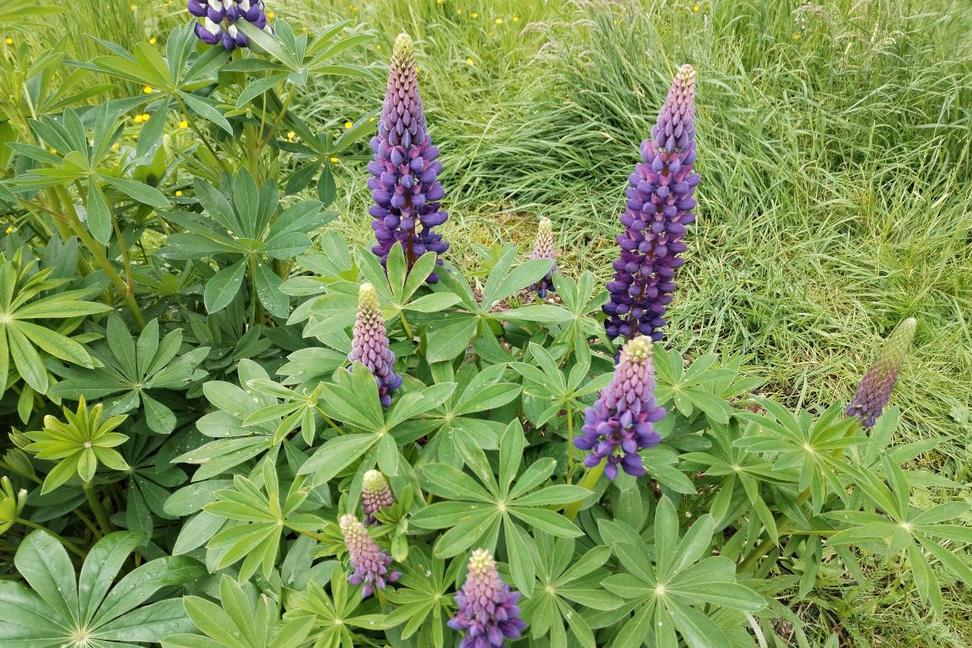 Vlčí bob mnoholistý (Lupinus polyphyllus) 18. května ve Zlíně