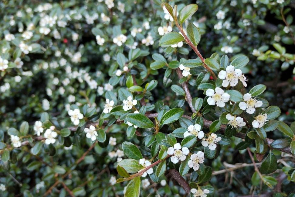 Skalníková foto-plátna (Cotoneaster art)