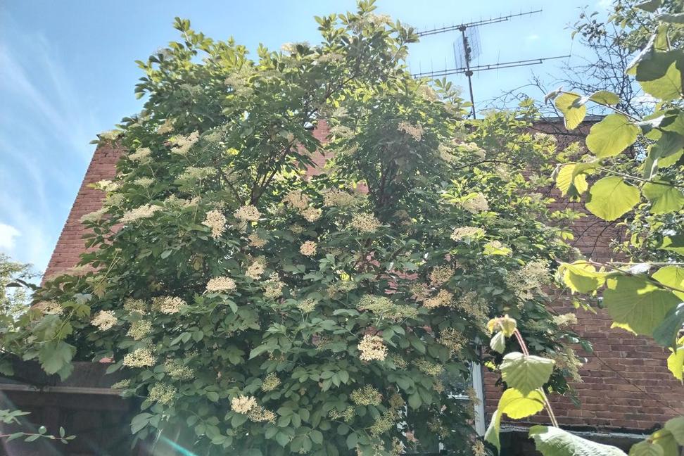 Kvetoucí černý bez (Sambucus nigra)