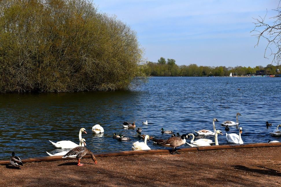 Čriepky z Anglicka - Dinton Pastures Country Park 