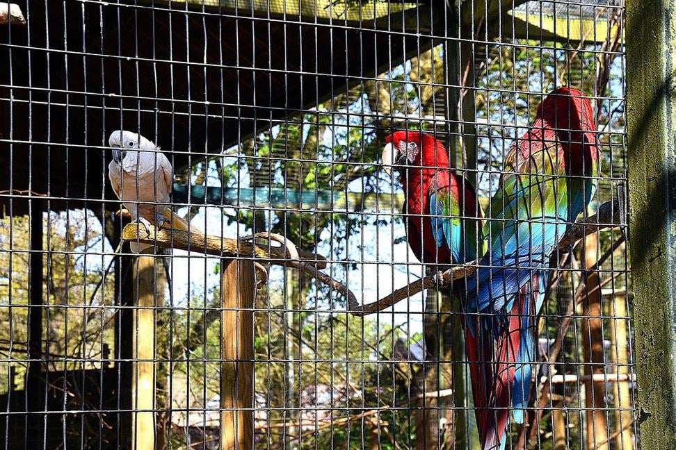 Čriepky z Anglicka -  Birdworld