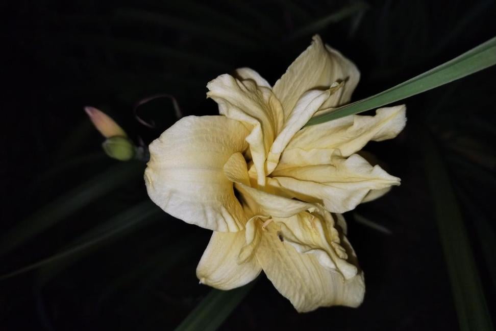 Kvetoucí denivka (Hemerocallis) v noci 24. června 2025 na zahrádce