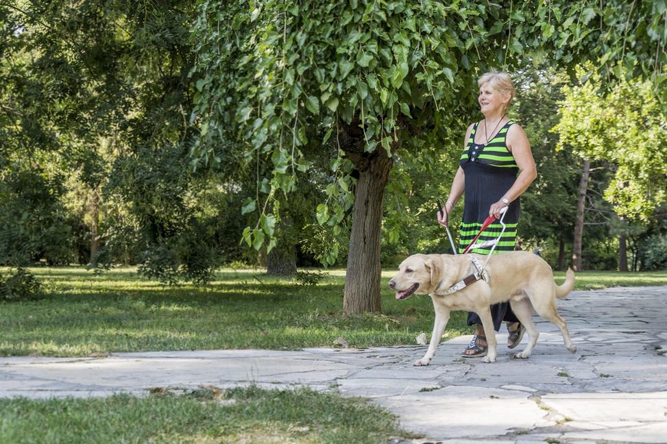 Na Slovensku sa kvalita vodiacich psov neoveruje
