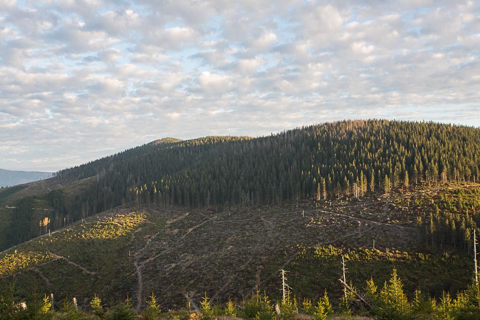 Zachráni ťažba v rezerváciách slovenské lesy?