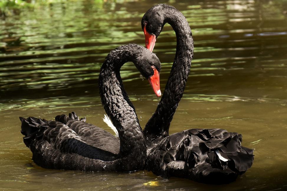 Black swan a strach..