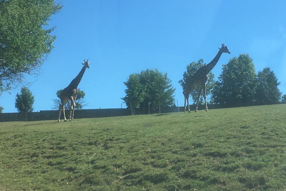 Safari park Dvůr Králové