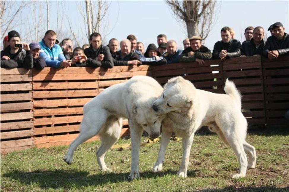Psie zápasy, nelegálna zábava neobišla ani Slovensko