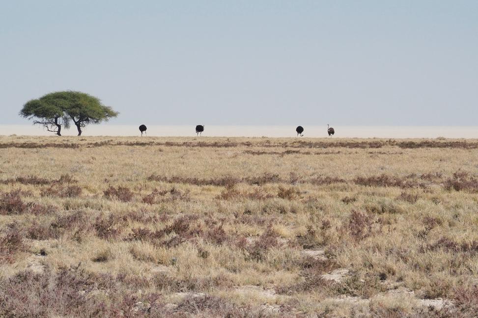 Namíbijský denník (3): O tom, kto je tu veľký a kto malý