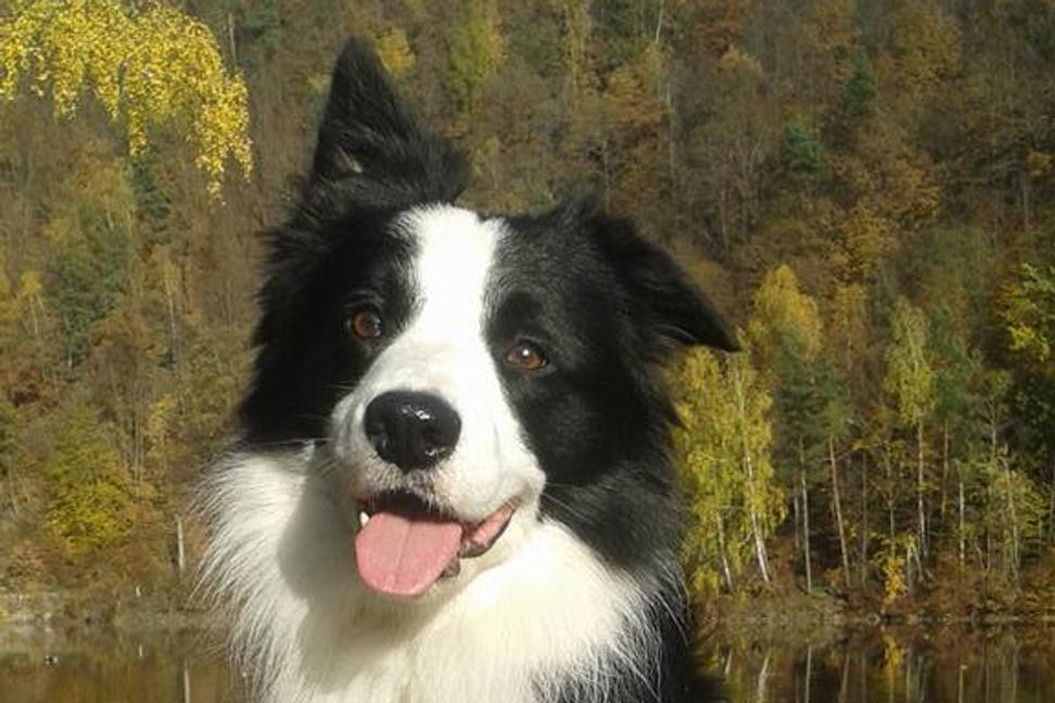 Pes mení srsť. Pomoc! Ako zredukovať chlpaté bonusy na kobercoch, nábytku, či oblečení?