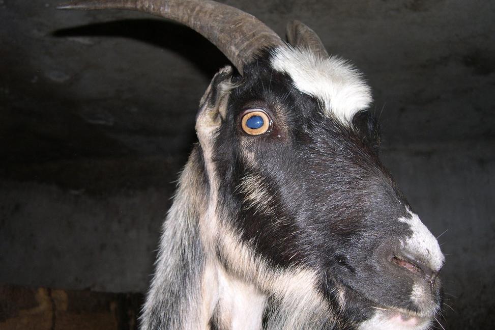 Ako sa nasťahovať na samotu V. – Ako sme začali chovať užitočné zvieratá.....