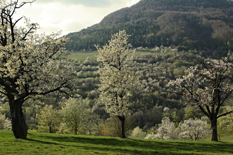 Brdárka - vôňa čerešňových kvetov a zrobených rúk