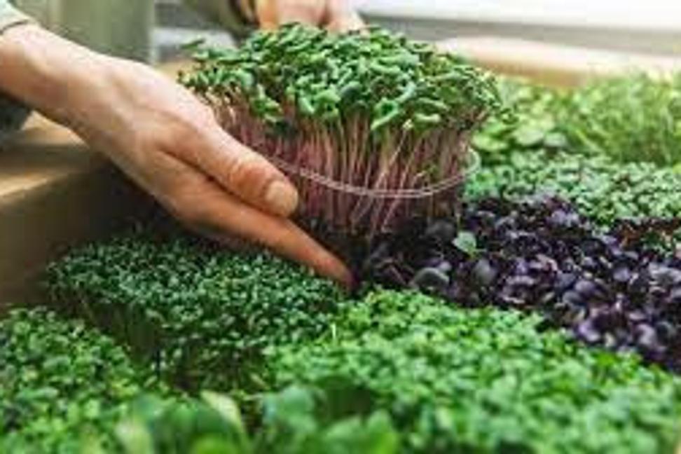 Microgreens: zdravá zelenina rýchlo a jednoducho