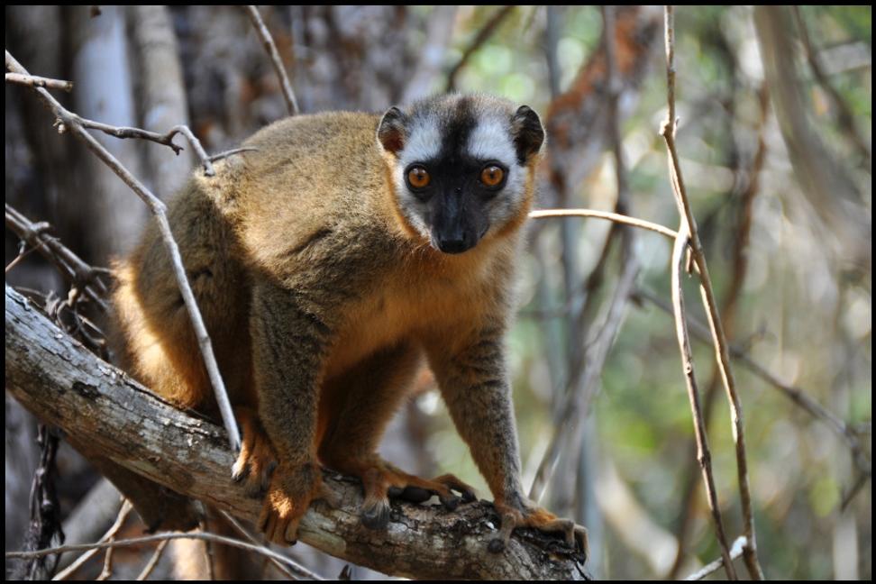 Madagaskar II. - Kirindy. Prvé stretnutie s lemurmi