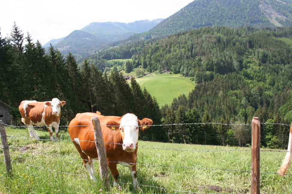 Nechcem slušné Slovensko, ale slušných ľudí