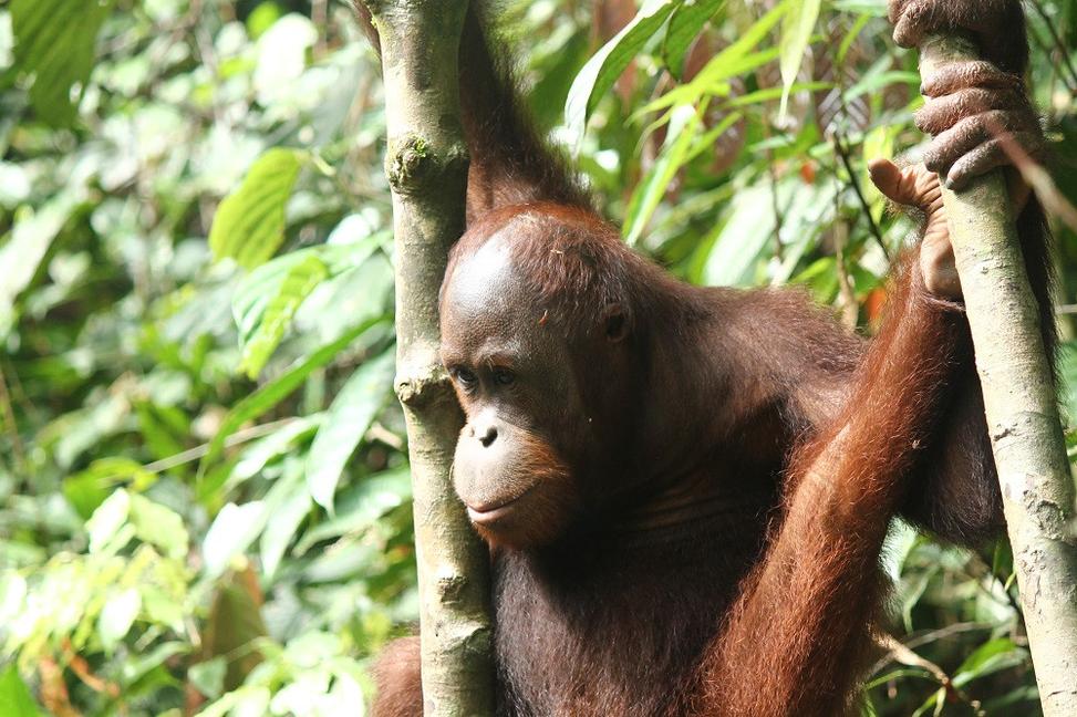 Safari na rieke Kinabatangan na Borneu