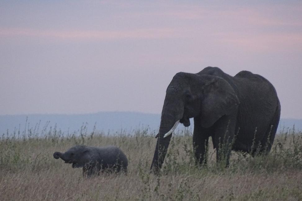 NP Serengeti – Nekonečné pláne, divoká zver a drkotajúce zuby 